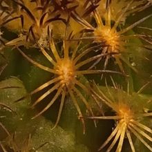 Photo of a cactus currently being identified