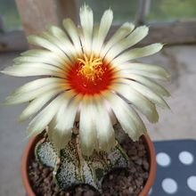 Una foto de Astrophytum capricorne