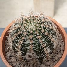 Foto de un cactus que se está identificando actualmente