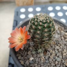 Una foto de Lobivia pygmaea