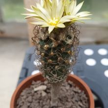 Foto de un cactus que se está identificando actualmente