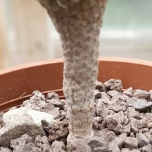 Foto de un cactus que se está identificando actualmente