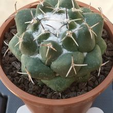 Coryphantha maiz-tablasensis