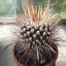 Photo of a cactus currently being identified