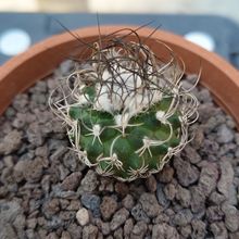 Turbinicarpus pseudomacrochele