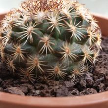 Foto de un cactus que se está identificando actualmente