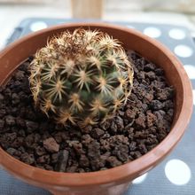 Foto de un cactus que se está identificando actualmente
