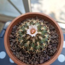 Photo of a cactus currently being identified