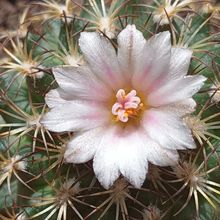 Photo of a cactus currently being identified