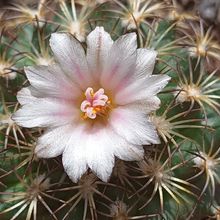 Photo of a cactus currently being identified