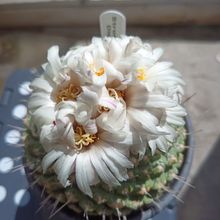 Una foto de Coryphantha maiz-tablasensis