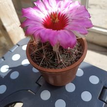 Una foto de Coryphantha maiz-tablasensis