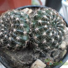 A photo of Echinopsis tiegeliana