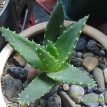 A photo of Aloe perfoliata 