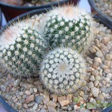 A photo of Parodia scopa