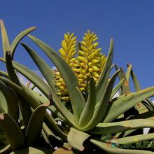 A photo of Aloe dichotoma ssp. dichotoma