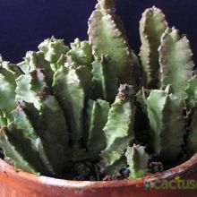 Una foto de Caralluma burchardii