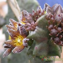 Una foto de Caralluma burchardii