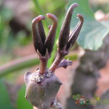 Una foto de Caralluma burchardii