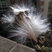 Una foto de Caralluma burchardii