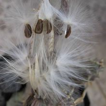 Una foto de Caralluma burchardii