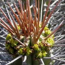 Una foto de Euphorbia handiensis