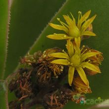 Una foto de Aeonium gorgoneum