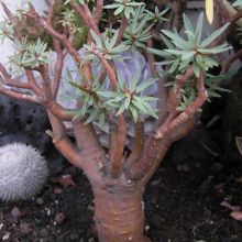 Una foto de Euphorbia balsamifera subsp. balsamifera