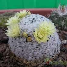A photo of Mammillaria nana