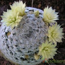 A photo of Mammillaria nana