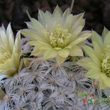 A photo of Mammillaria nana