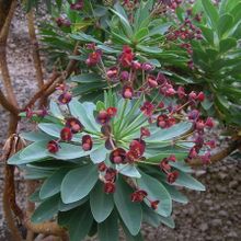 Una foto de Euphorbia atropurpurea