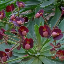 Una foto de Euphorbia atropurpurea