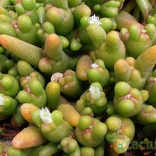 Una foto de Mesembryanthemum cryptanthum