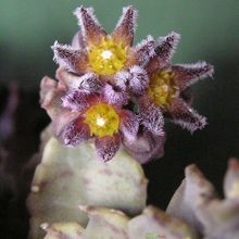 Una foto de Caralluma burchardii