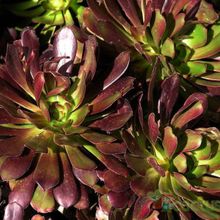 A photo of Aeonium arboreum cv. artropurpureum