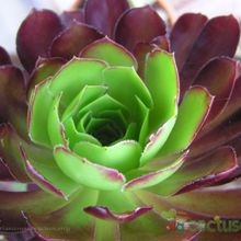 A photo of Aeonium arboreum cv. artropurpureum