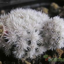 A photo of Mammillaria gracilis cv. Arizona Snowcap