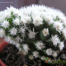 A photo of Mammillaria gracilis cv. Arizona Snowcap