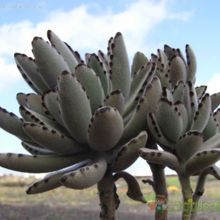 A photo of Kalanchoe tomentosa