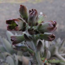 A photo of Kalanchoe tomentosa