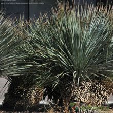 Una foto de Yucca glauca