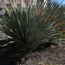 A photo of Yucca glauca