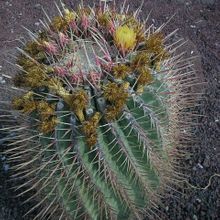 A photo of Ferocactus emoryi ssp. rectispinus