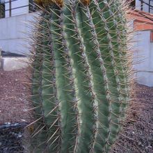 A photo of Ferocactus emoryi ssp. rectispinus