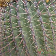A photo of Ferocactus emoryi ssp. rectispinus