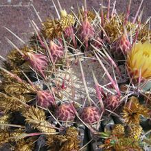 A photo of Ferocactus emoryi ssp. rectispinus
