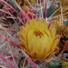 A photo of Ferocactus emoryi ssp. rectispinus