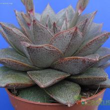 A photo of Echeveria purpusorum