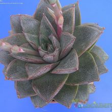 A photo of Echeveria purpusorum